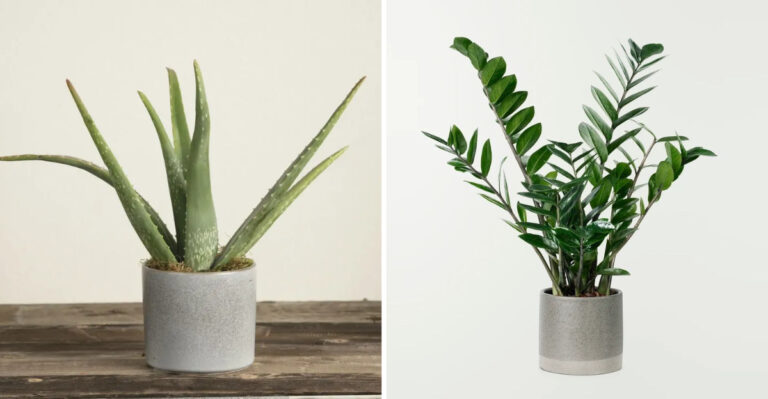 23 Plants That Actually Want You to Forget About Them