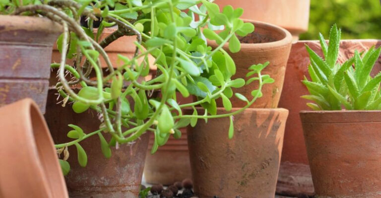 24 Secret Facts About Terracotta Pots That Plant Experts Hide