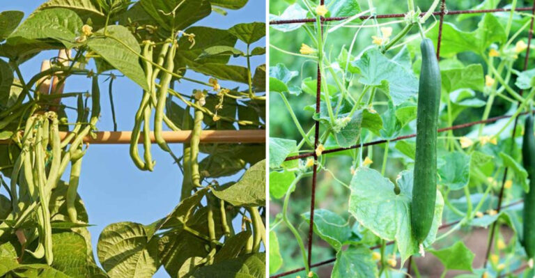 25 Climbing Vegetables to Maximize Your Garden Space