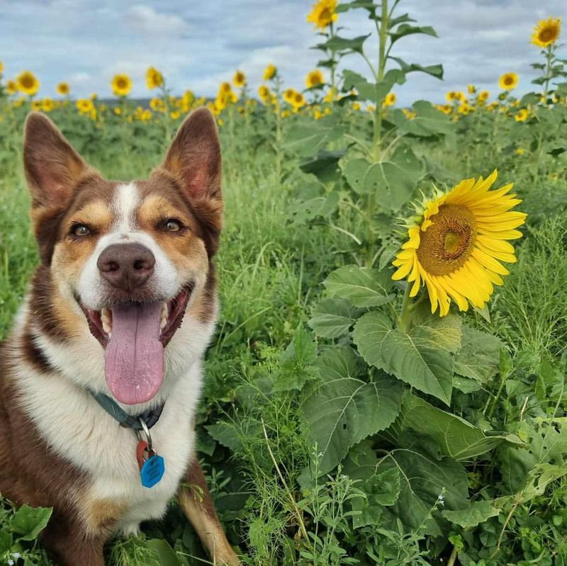 Sunflowers (Helianthus annuus)