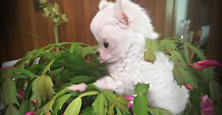 25 Dog-Safe Plants for a Puppy-Proof Garden