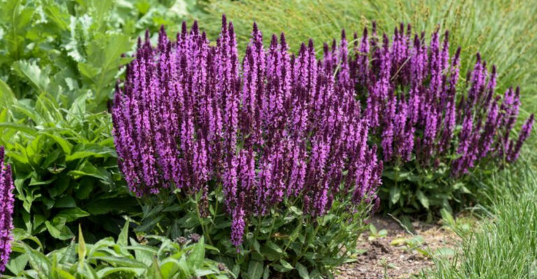 25 Spectacular Reblooming Perennials For A Garden That Stays In Color (Plus Some More Choices)