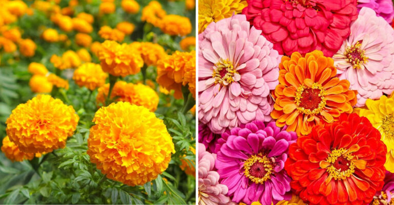 27 Fast-Growing Flowers You Can Plant Now for July Blooms