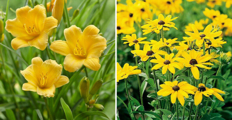 27 Low-Maintenance Flowers That Bloom Nonstop Through Summer