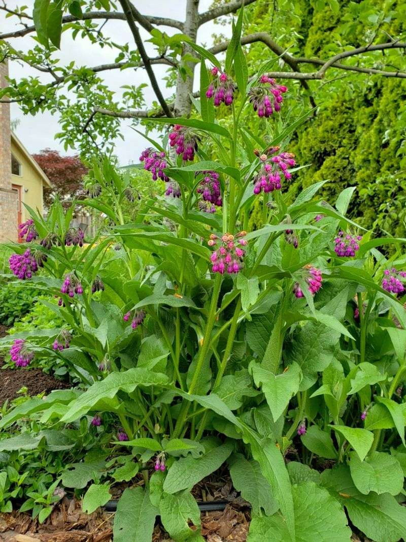 Comfrey