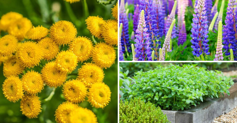 28 Companion Plants to Grow Under Fruit Trees for Bigger Bounties and Natural Pest Control