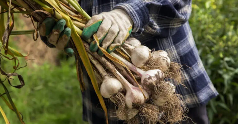 30 Emergency Garden Crops to Grow in a Crisis