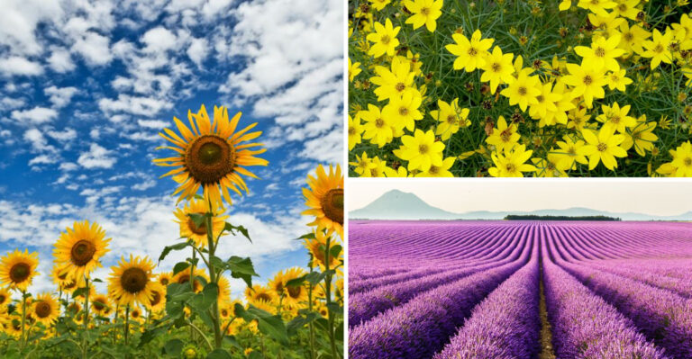 31 Full Sun Flowers Share One Secret – They Never Need Shade Protection