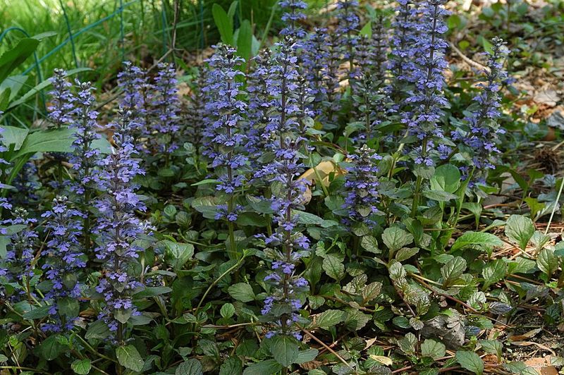 Ajuga reptans (Bugleweed)