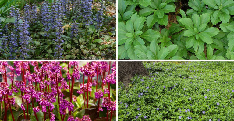 31 Ground Covers Have One Secret for Clay Soil Success – Gardeners Are Stunned