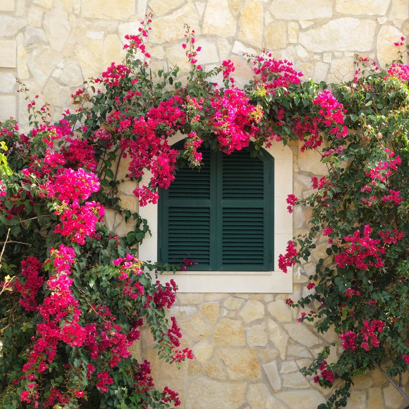 Bougainvillea - The Colorful Climber That Thrives on Neglect