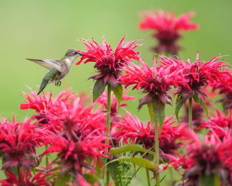 Bee Balm