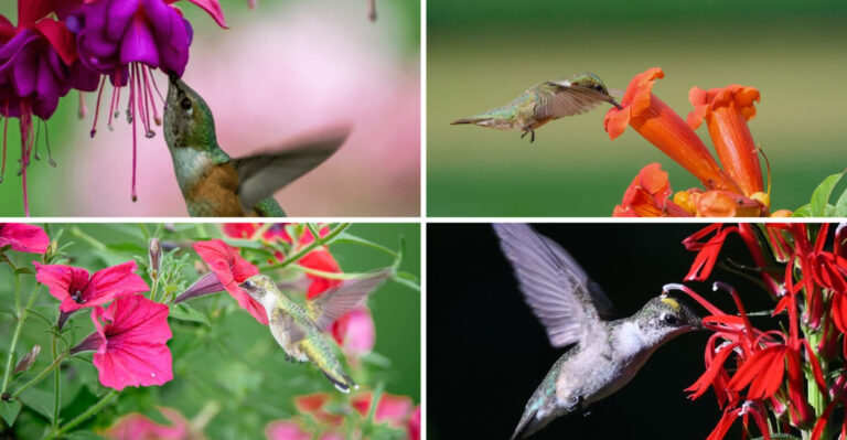 31 Hummingbird Magnets You Can Plant Right Now for Summer Swarms