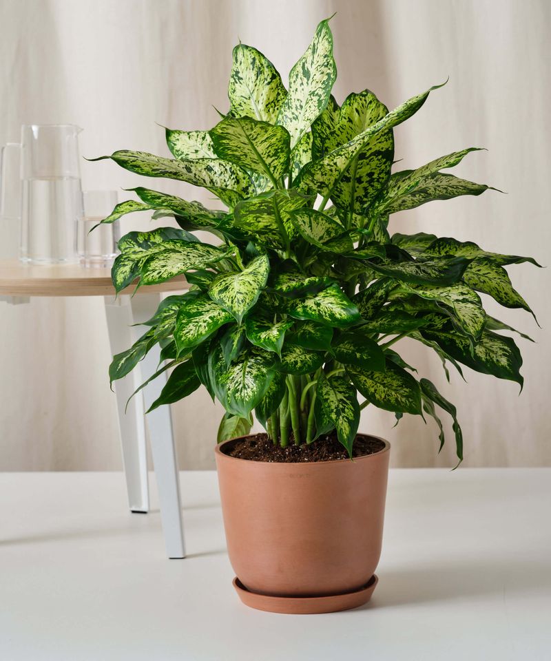 Dieffenbachia (Dumb Cane)