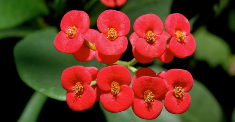 34 Common Houseplants That Don’t Belong in the Home