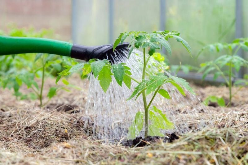 5. Proper Watering Techniques