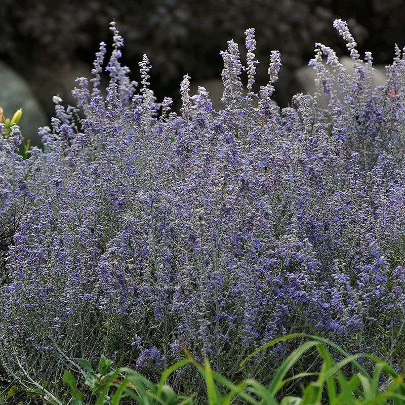 Russian Sage