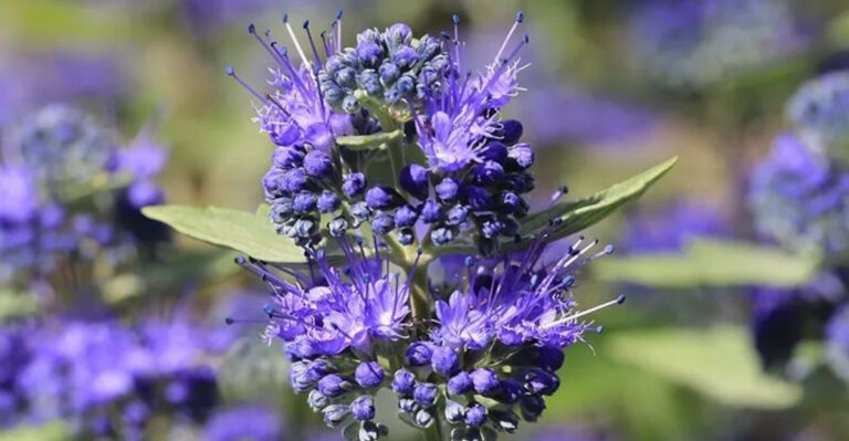 5 Flowering Shrubs That Are Surprisingly Hardy in Utah’s Dry Climate