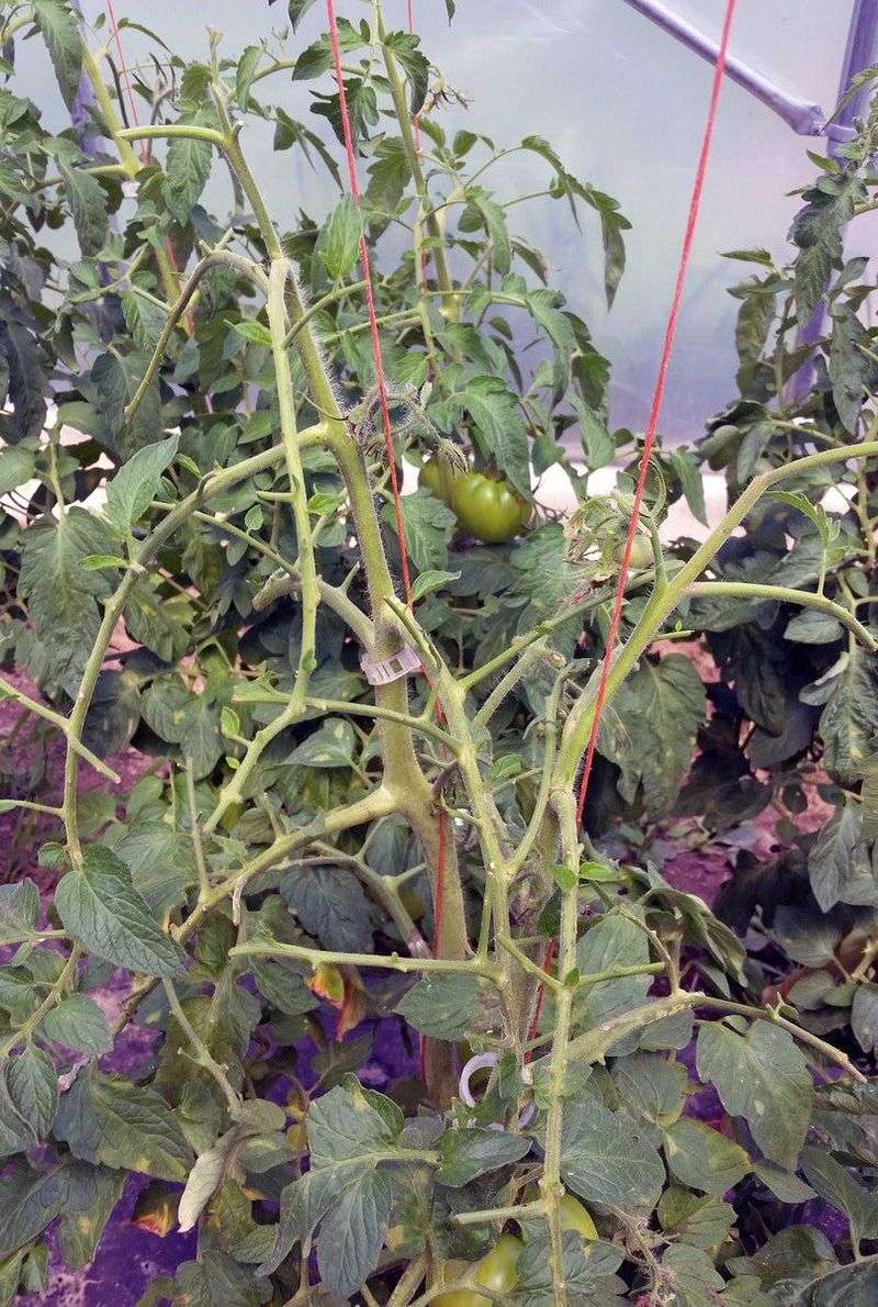 Ignoring Early Signs of Damage