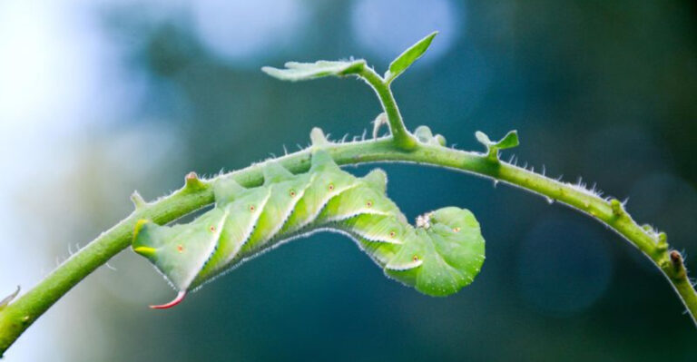 5 Hornworm Mistakes That Kill Tomatoes – Plus 11 Solutions That Actually Work
