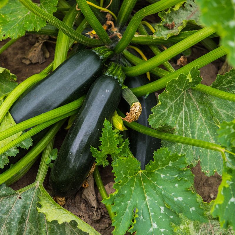 Black Beauty Zucchini