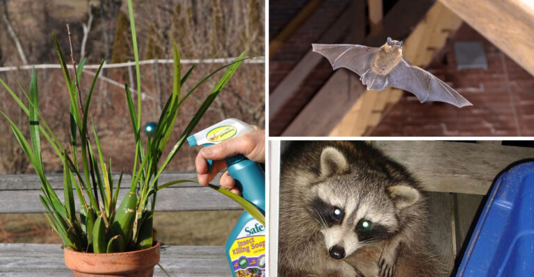7 Common Ohio Backyard Wildlife Mistakes Could Get You in Trouble This Summer