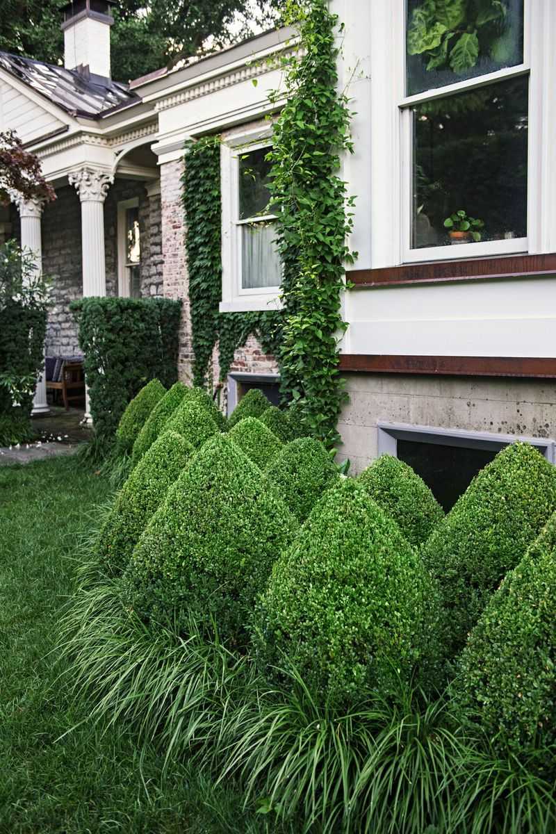 Boxwood