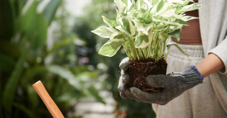 8 Secrets to Speed Up Your Pothos Growth (Like Magic!)