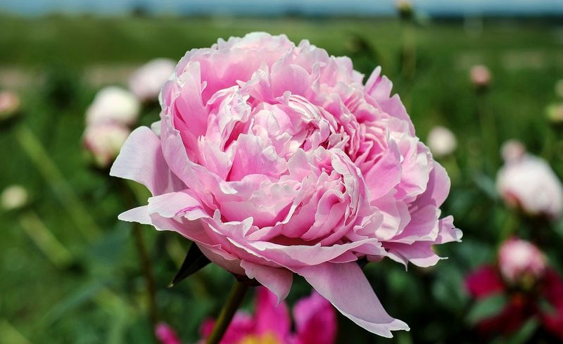 Peonies - Beautiful but Brief