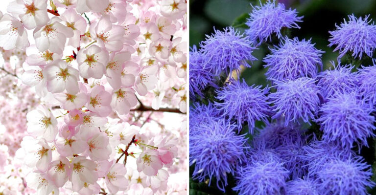 8 Summer Blooms That Fade Fast and 12 That Keep Going Until Fall