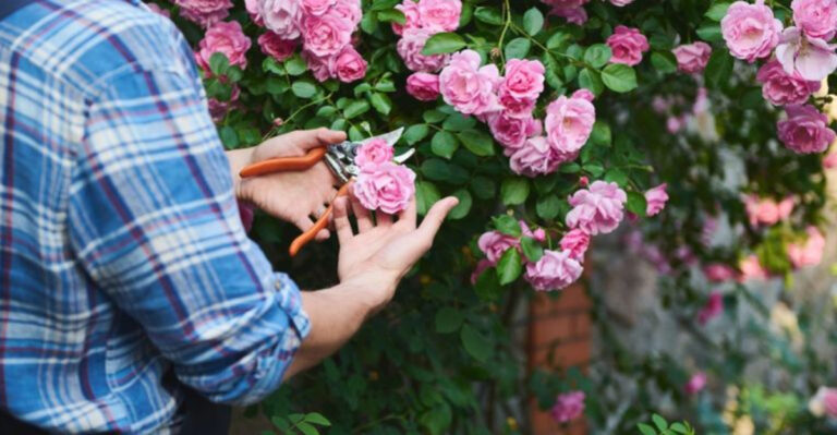 9 Reasons Why Pruning Your Rose Bushes Can Lead To Bigger Blooms