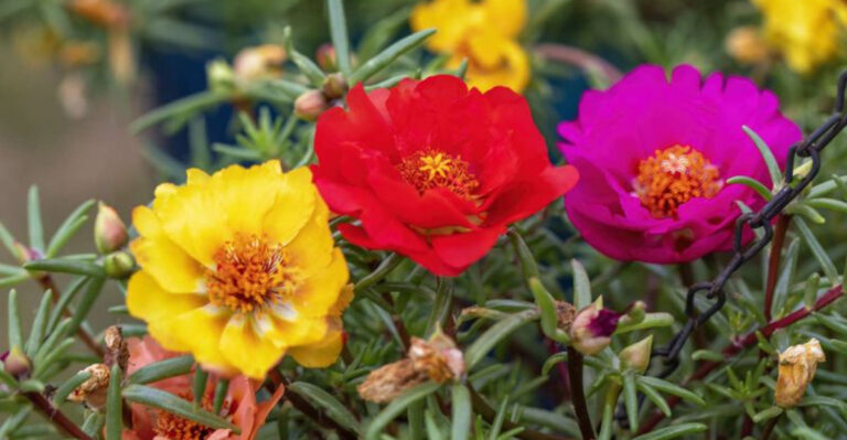 9 Shade-Tolerant Flowers That Surprise You and 11 That Need Full Sun