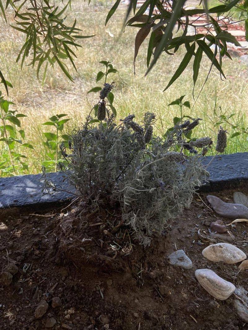 Drowning Your Plants with Too Much Love