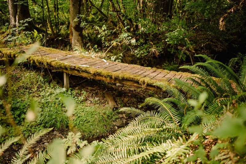 The Enchanted Bridge