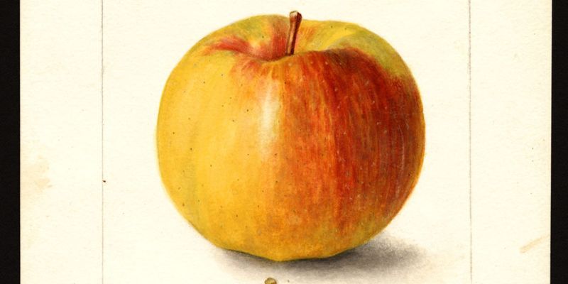 The Great Apple Mystery Solved