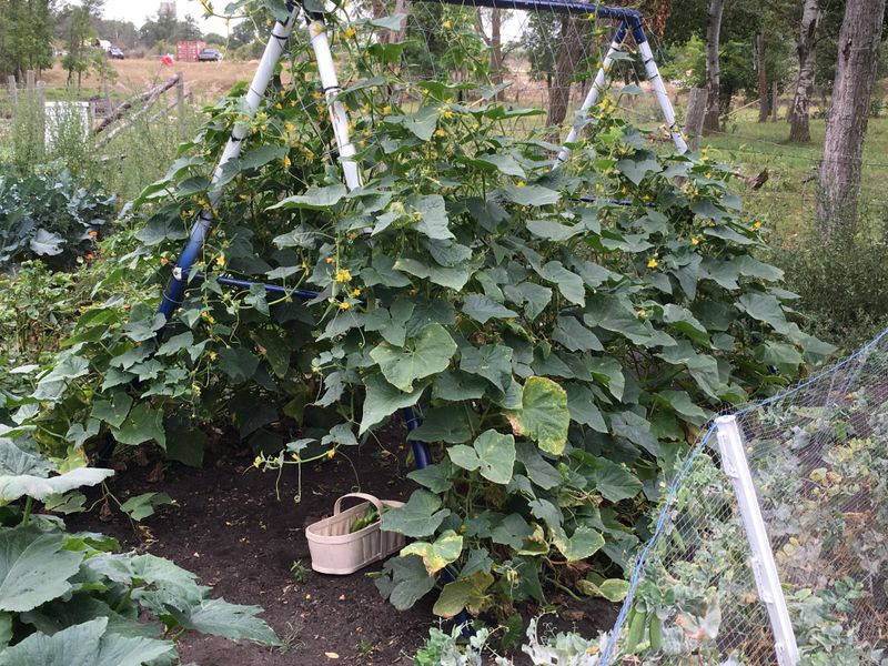 Swinging Trellis (for Containers)