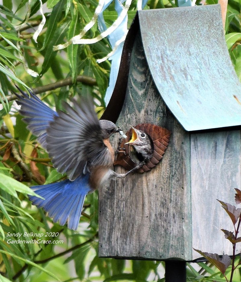 Your Garden Is Becoming a Home - For You and the Wild Things