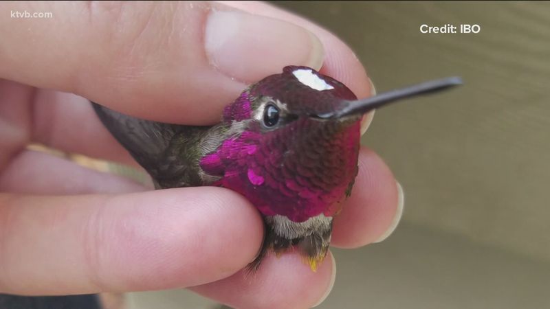 Each Bird Gets Measured, Weighed, and Inspected
