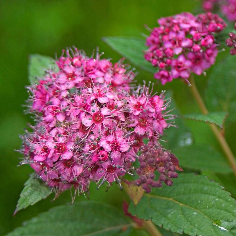 Spirea