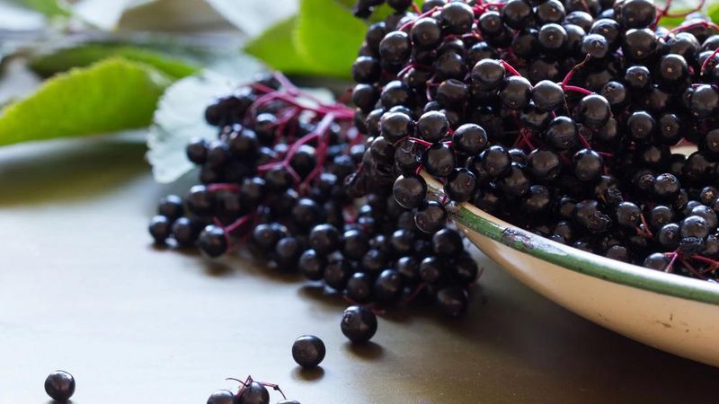Elderberries