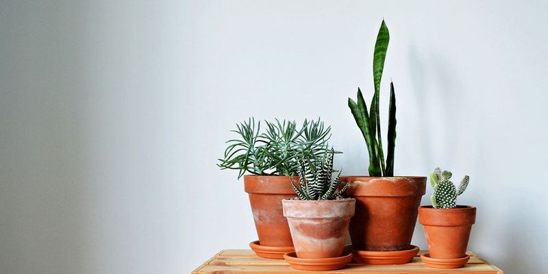 Indoor Plant Compatibility