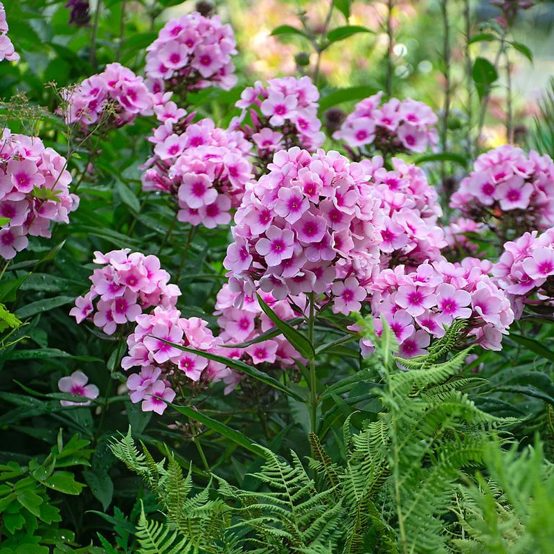 Perennial Phlox
