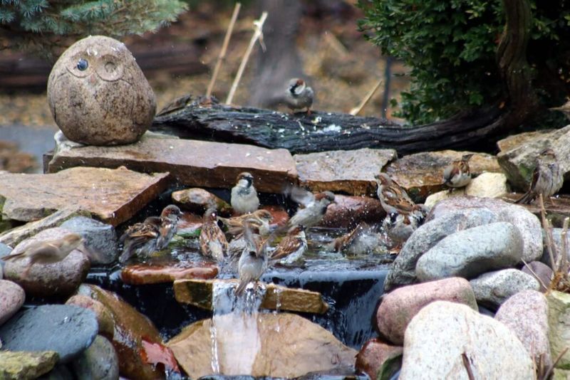 Mistake: Overcrowding the Area