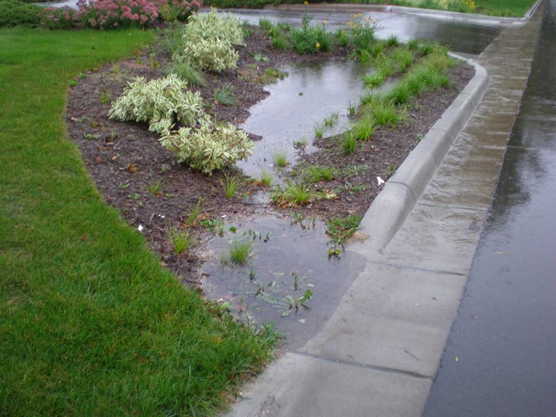 Create a Rain Garden