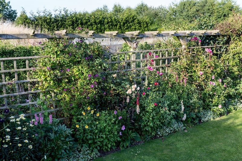 Plant Climbers and Vines