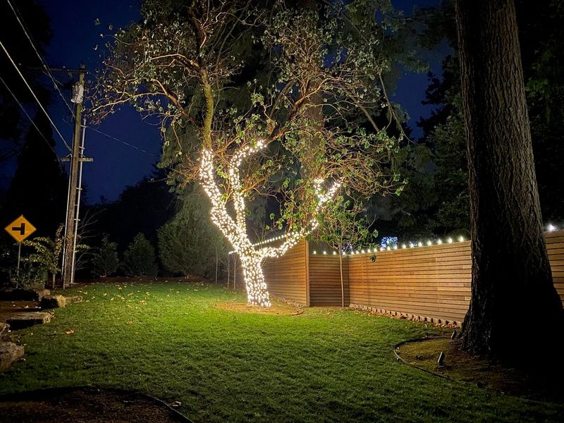 String Fairy Lights Through Trees