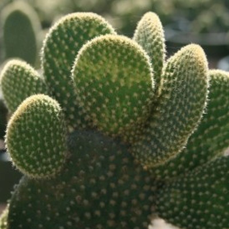Bunny Ears Cactus