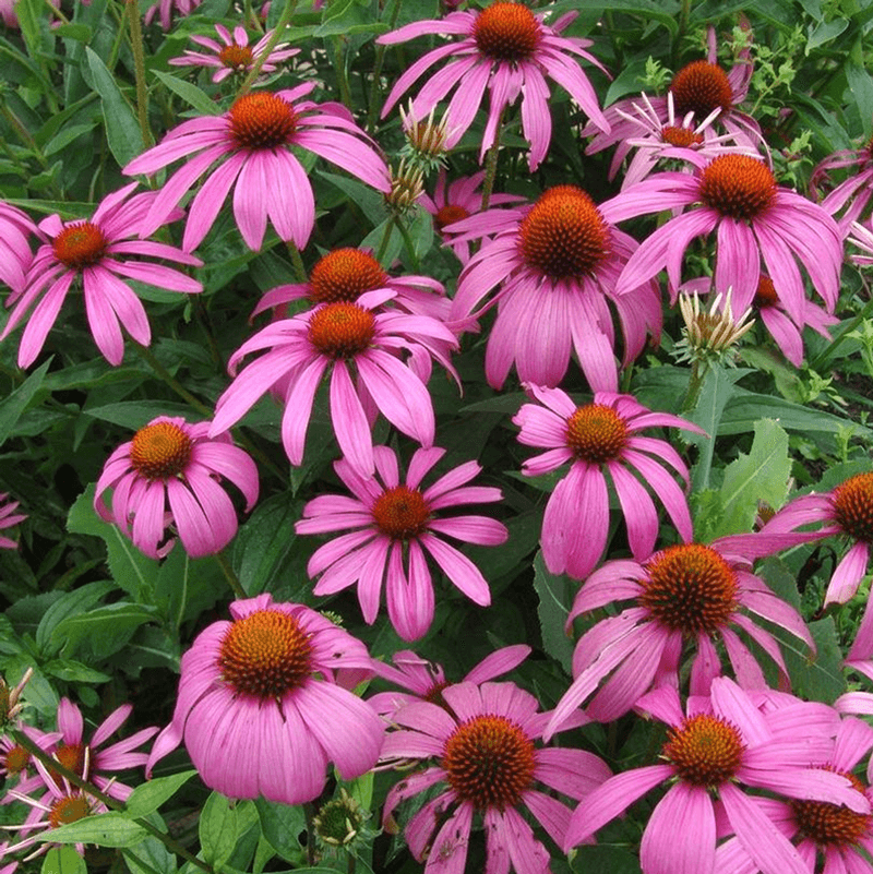 Purple Coneflower (Echinacea purpurea) - Prairie-Style Perfection