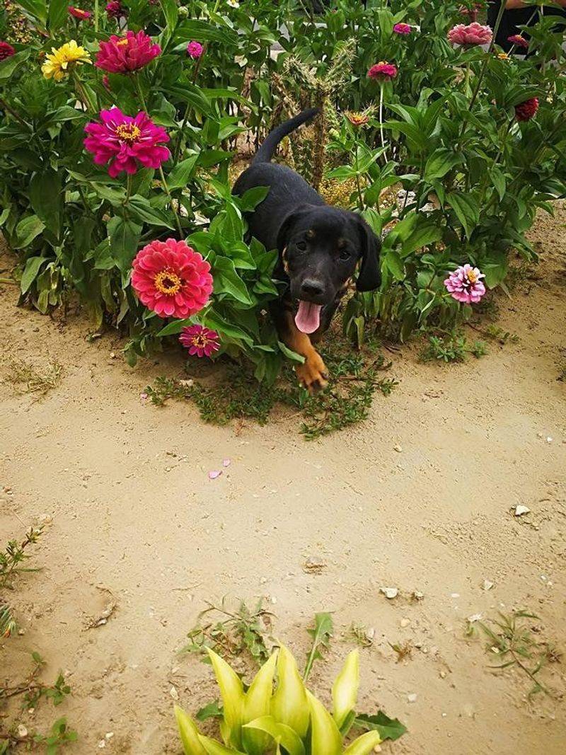 Zinnias (Zinnia elegans)