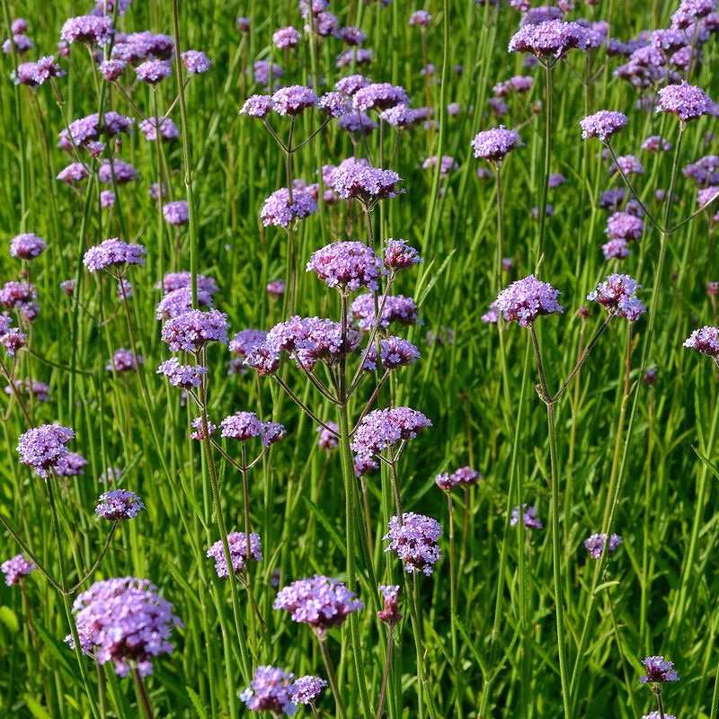 Verbena 'Buenos Aires'